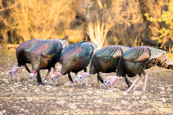 Pavo de Texas comiendo —  Fotos de Stock