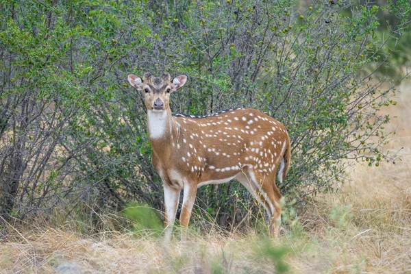 Asse buck — Foto Stock