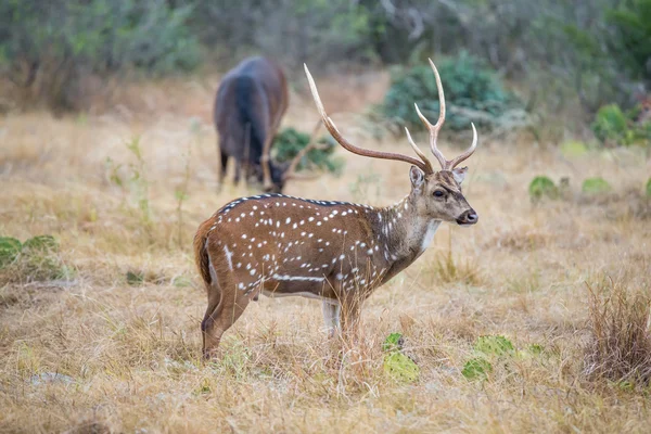 Axis Buck — Stock Photo, Image