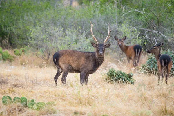 Sika cervo buck — Foto Stock