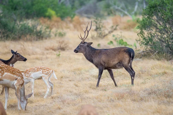 Sika cervo buck — Foto Stock