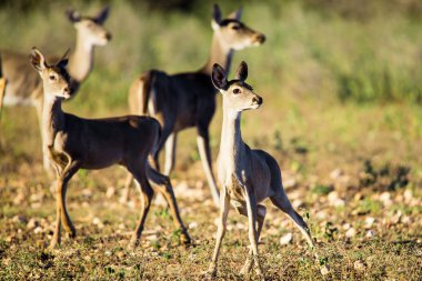 Whitetail alarma mı