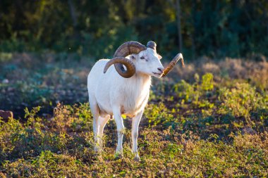Texas Dall koyun Ram