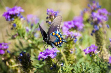 Erkek Pipevine Swallowtail