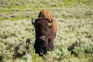 Yellowstone Milli Parkı bizon