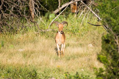 Aoudad koyun