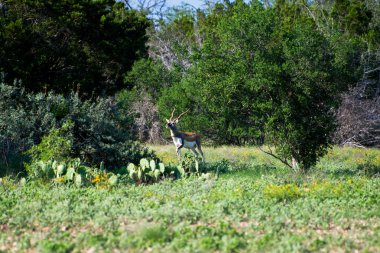 Blackbuck antilop alarmda