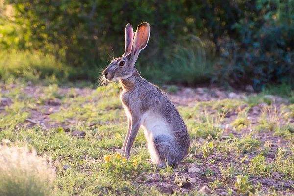 Jack Rabbit. — Foto de Stock