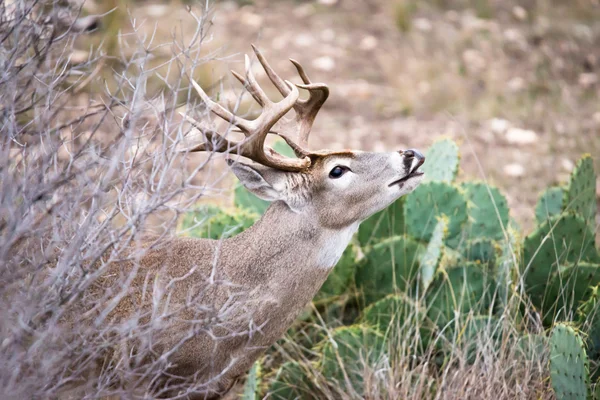 Buck sniffing para faz — Fotografia de Stock