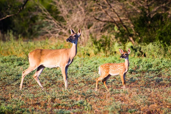 Mãe corça e fawn — Fotografia de Stock