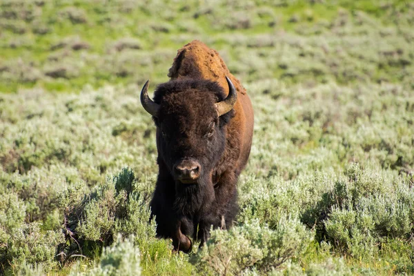 Parque Nacional de Yellowstone Bisonte —  Fotos de Stock