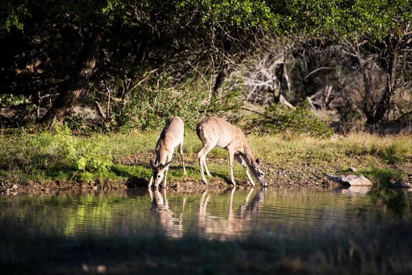 Réflexions de biche — Photo