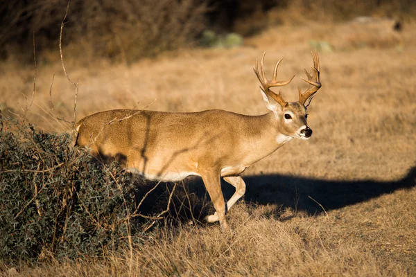 Texas sul whitetail buck — Fotografia de Stock