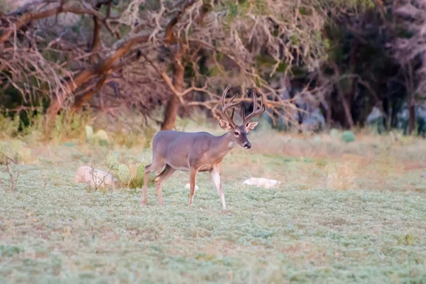 Whitetail fanfarrão em veludo — Fotografia de Stock