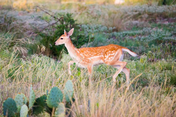 Spotted Fallow Fawn — Stock Photo, Image