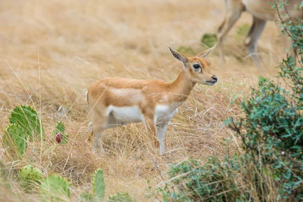 Vitello antilope Blackbuck — Foto Stock