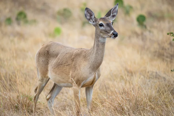 白尾鹿鹿 — 图库照片