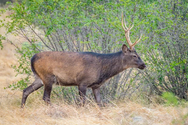 Japanischer Hirsch — Stockfoto