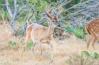 Whitetail Geyik