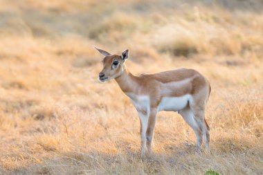 Blackbuck buzağı