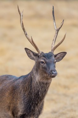 Sika geyiği yakın çekim