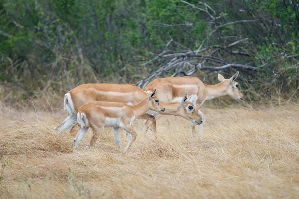 Wild antelope — Stockfoto