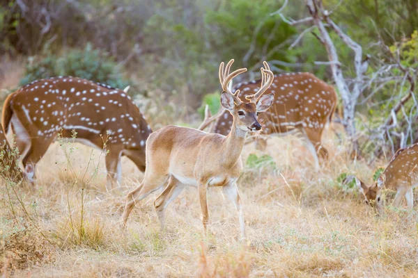 White-tailed Buck — Stock Photo, Image