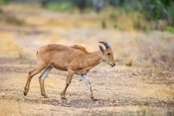 Jonge schapen — Stockfoto