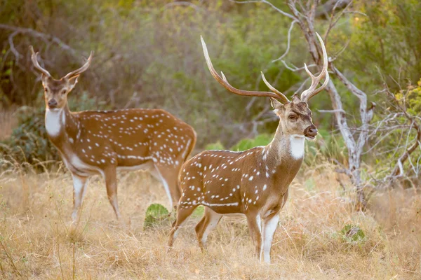 Axis Deer Buck — Stock fotografie