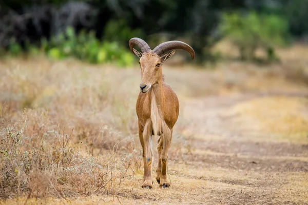 バーバリ羊 — ストック写真