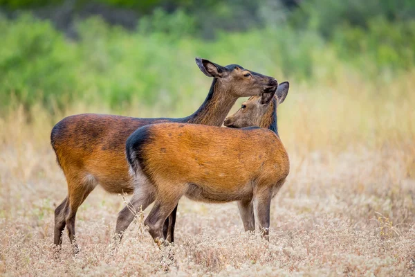 Sika jelenie lizanie — Zdjęcie stockowe