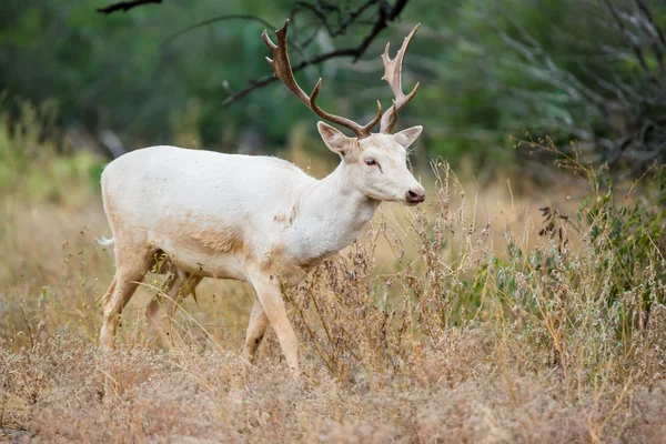 白色小鹿 — 图库照片