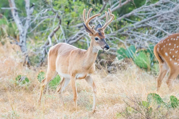 DEER BRANCO — Fotografia de Stock