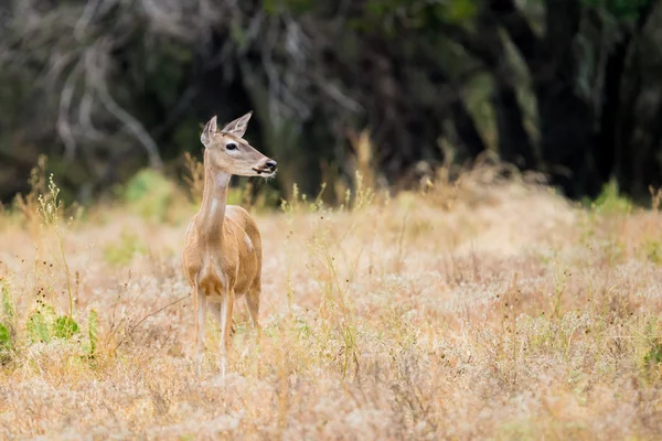 White-tailed Doe — Stockfoto