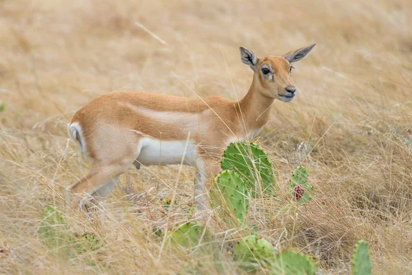 Bezerro antílope blackbuck — Fotografia de Stock