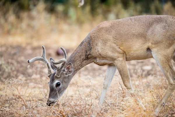 Buck dalla coda bianca — Foto Stock