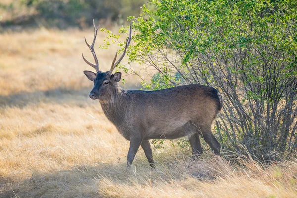Buck cervo maculato — Foto Stock