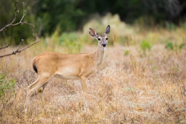 Sconosciuto di Whitetail — Foto Stock