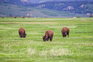 Üç Bison, Grand Teton Milli Parkı, ABD