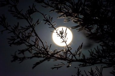 Nemli ağaç dalı ile moon