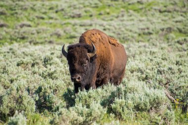 Bison, Yellowstone Milli Parkı, ABD