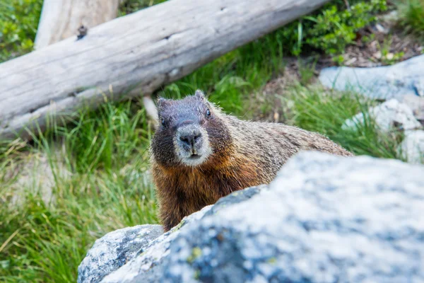 Marmot Grand Teton Milli Parkı, ABD — Stok fotoğraf