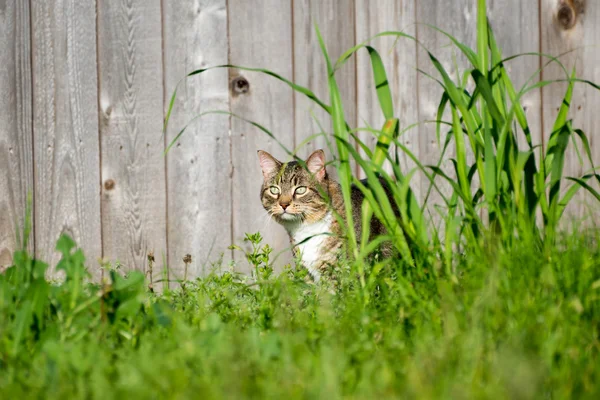 Chat tabby dans l'herbe — Photo