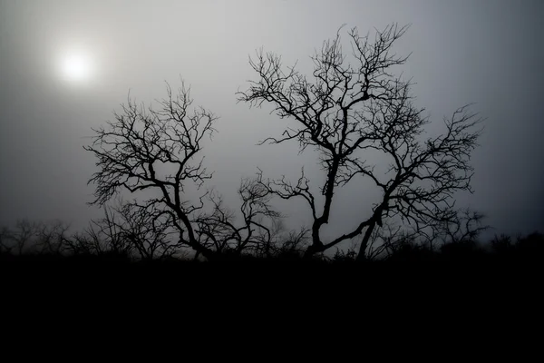 Creepy туман дерево Ліцензійні Стокові Зображення