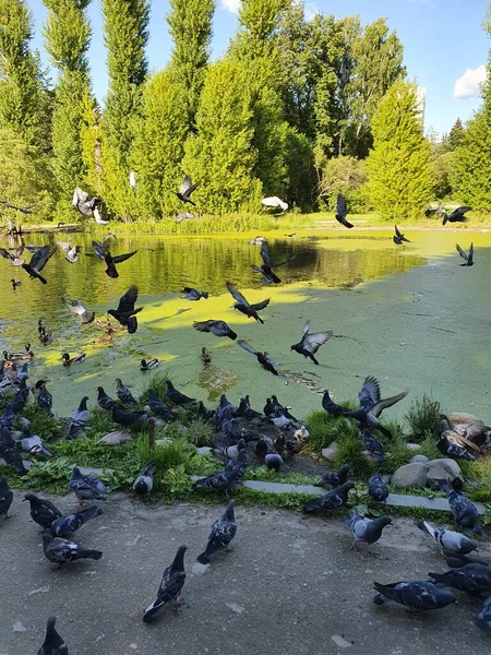 Aves Estanque Parque — Foto de Stock