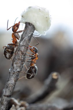 Doğal ortamdaki karıncalar
