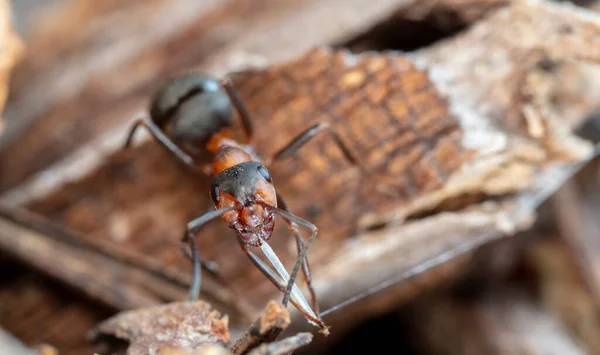 Myror Naturliga Livsmiljöer — Stockfoto