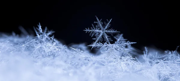 雪の結晶 — ストック写真