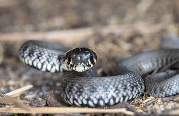 Pequeña serpiente — Foto de Stock