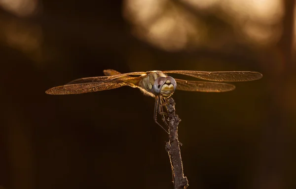 Libelle — Stockfoto